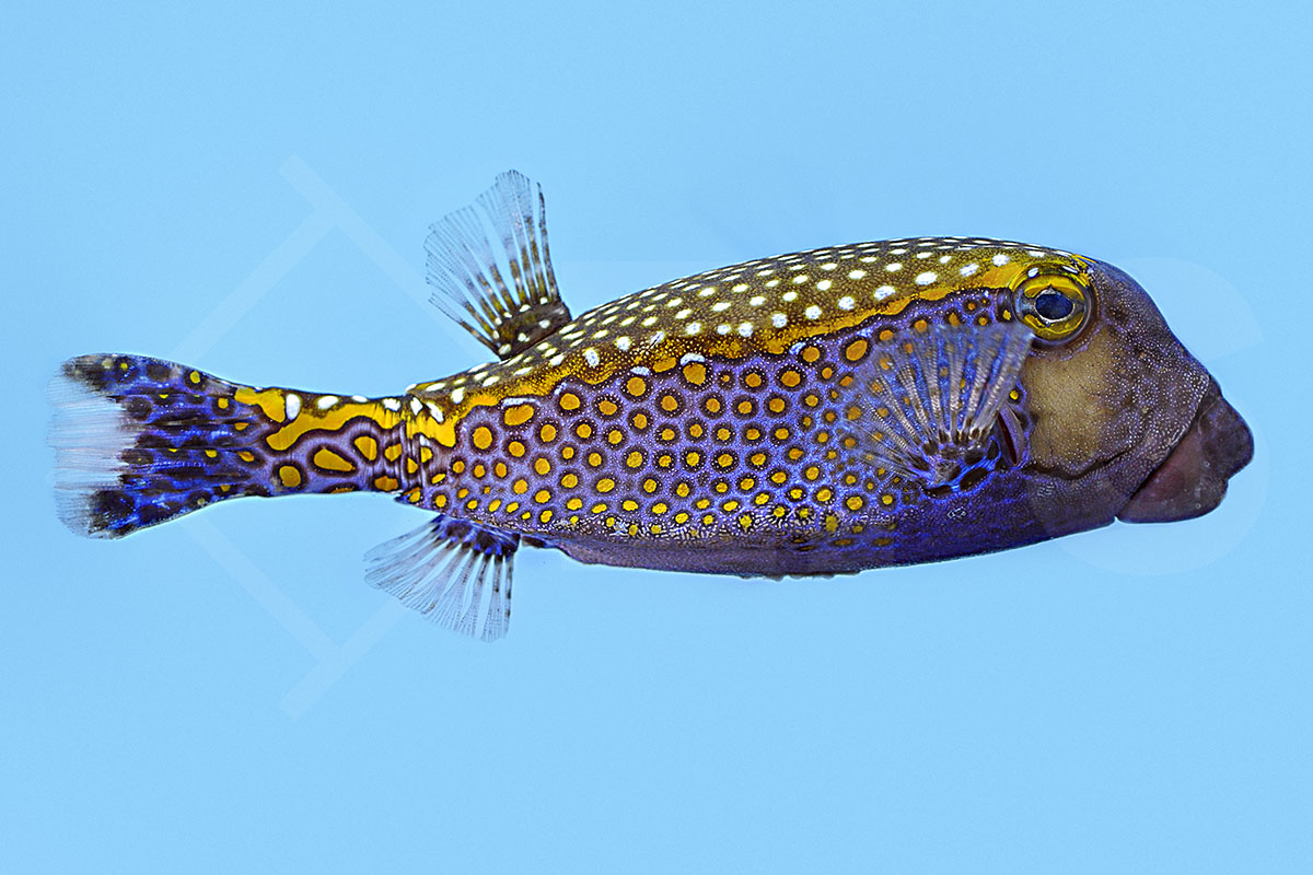 Ostracion meleagris - Weißpunkt Kofferfisch männlich