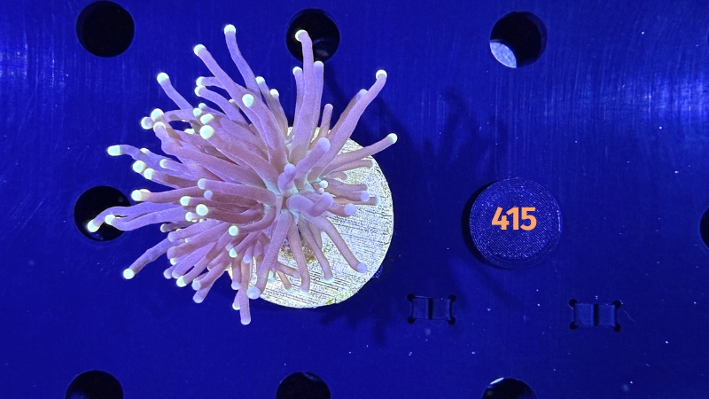 Euphyllia glabrescens - Fackelkoralle Torch "Black torch" 0415