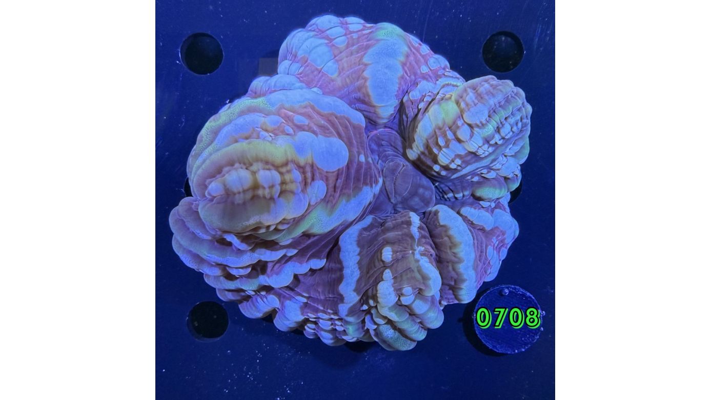 Cynarina lacrymalis WYSIWYG 0708