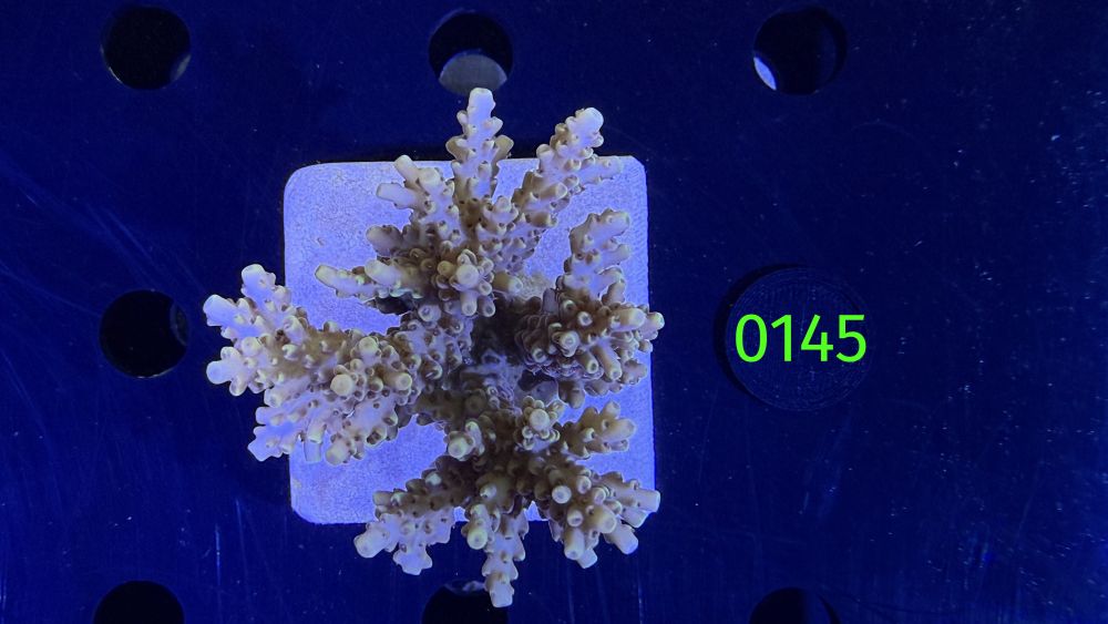 Acropora sp. WYSIWYG 0145