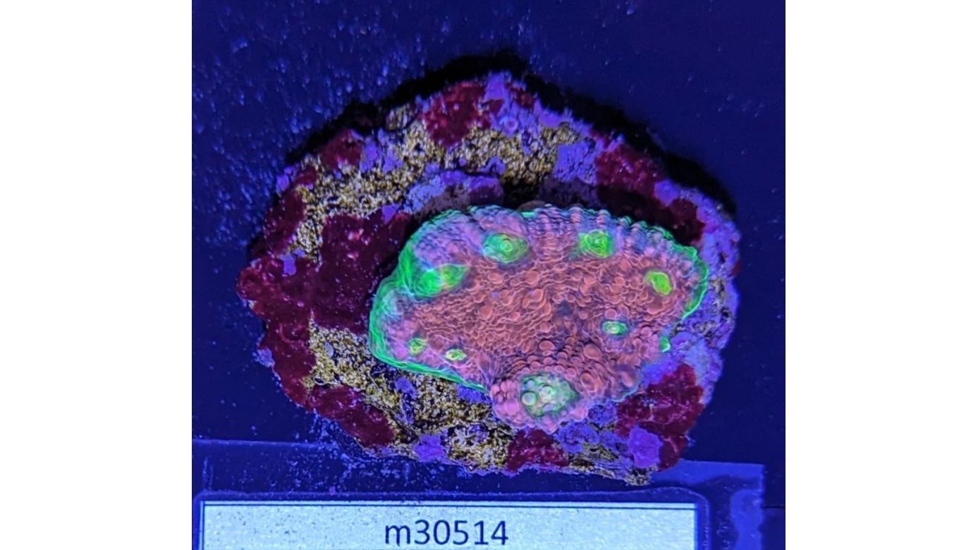 Echinophyllia sp. - Kelchkoralle Burning Ashes Deutsche Nachzucht 0040