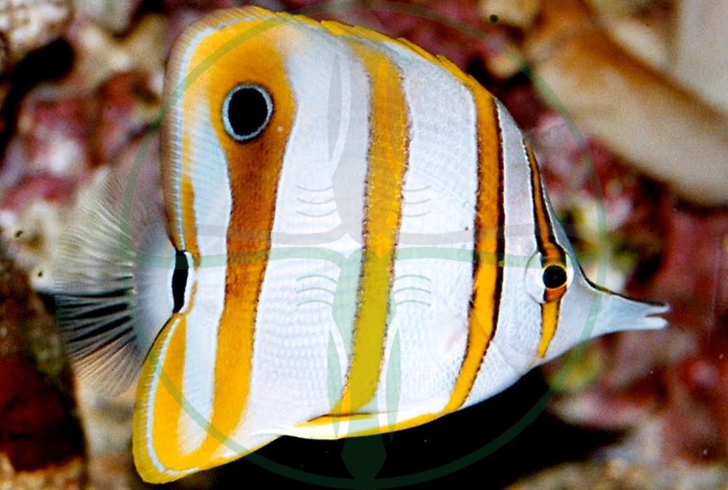 Chelmon Rostratus - Orangebinden Pinzettfisch
