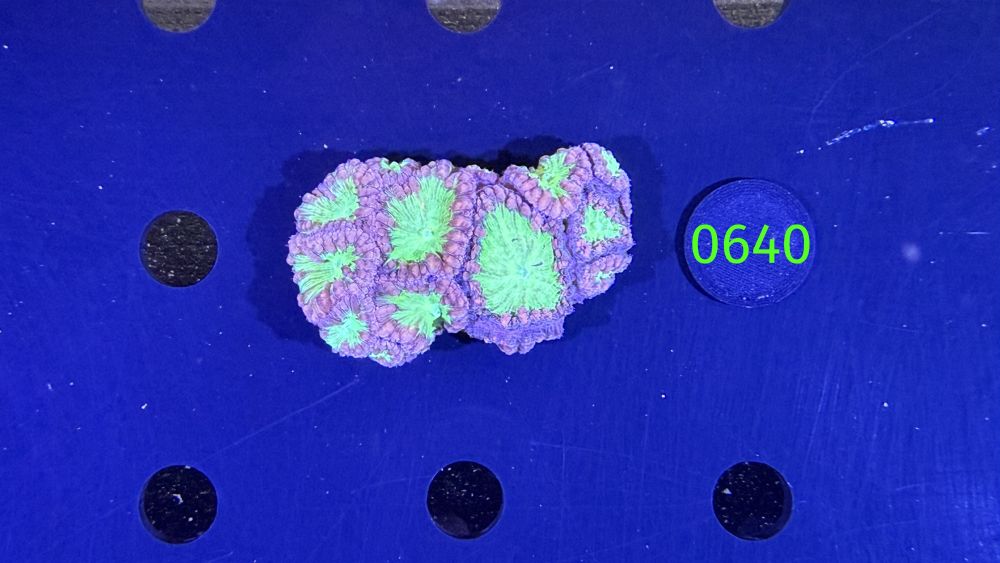 Blastomussa welsi WYSIWYG 0640