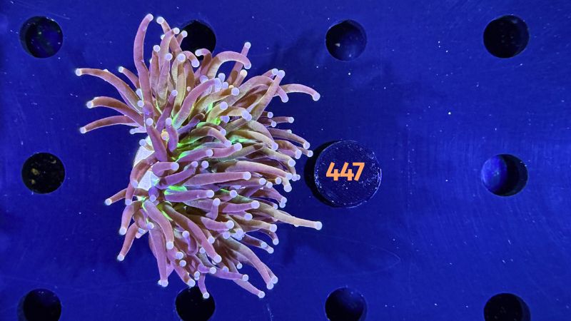 Euphyllia glabrescens - Fackelkoralle Torch "NYK" 1 Kopf 0447