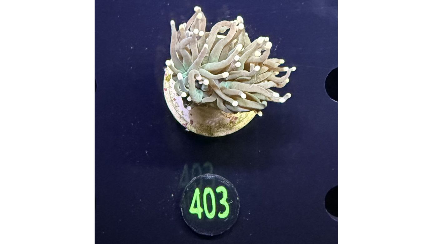 Euphyllia glabrescens - Fackelkoralle Torch 1 Kopf 0403