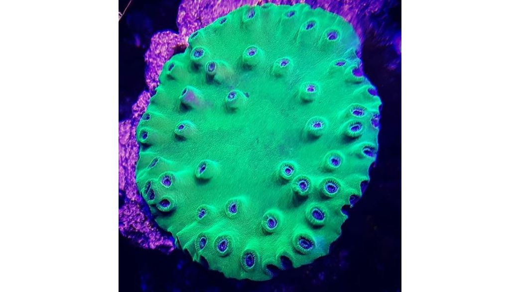 Turbinaria stellulata Kelchkoralle Grün/Lila Deutsche Nachzucht