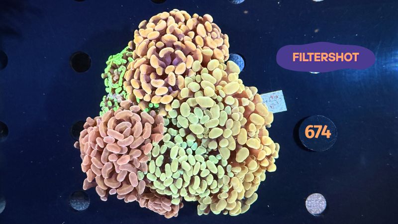 Euphyllia paraancora Kolonie WYSIWYG 0674