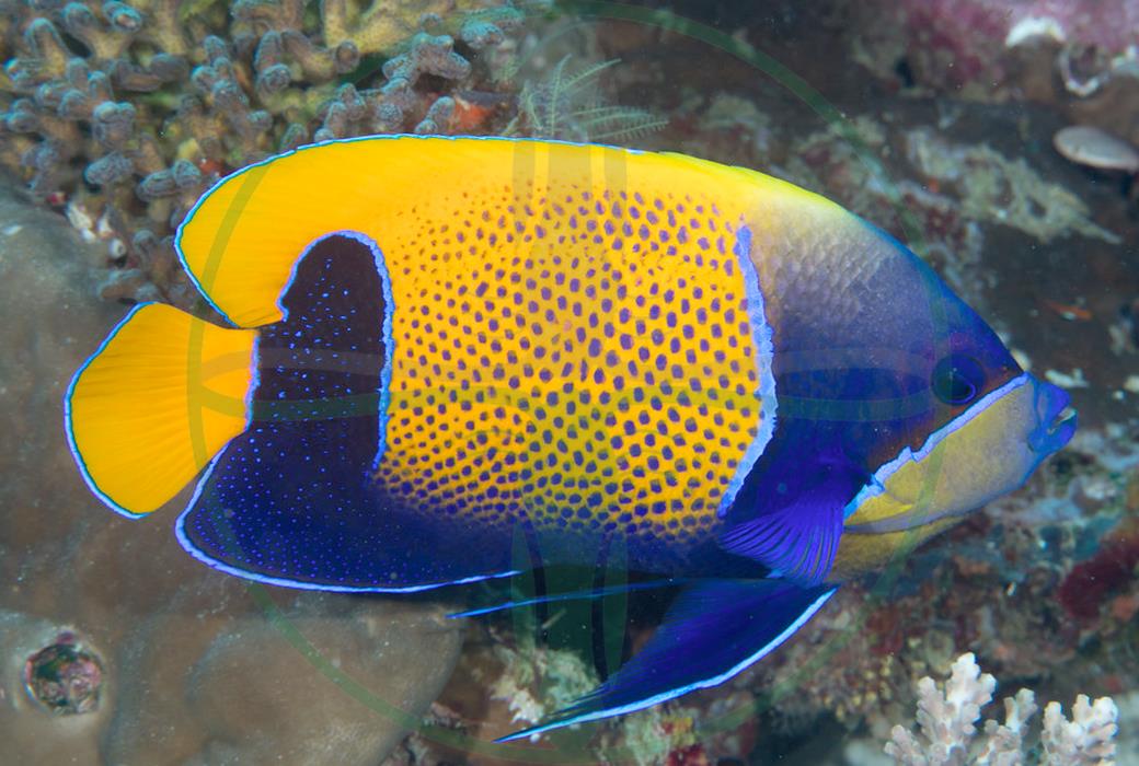 Pomacanthus navarchus - Traumkaiserfisch