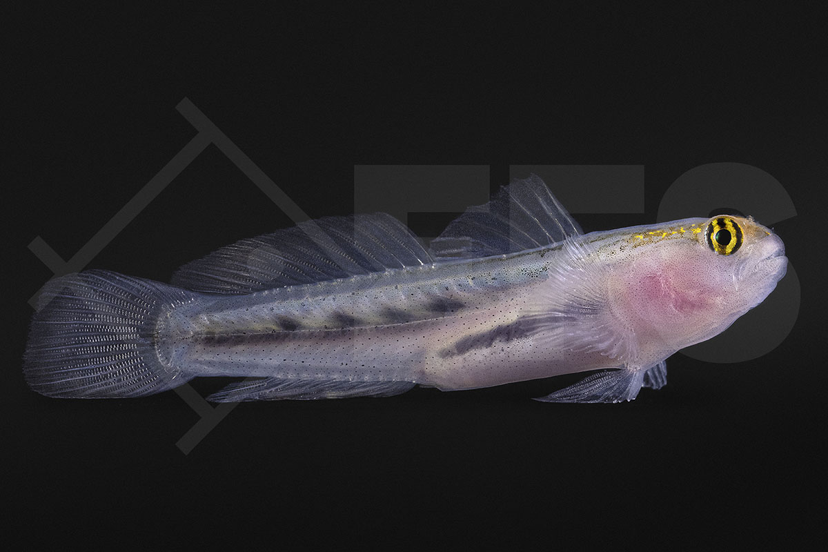 Elacatinus puncticulatus - Rotkopfgrundel