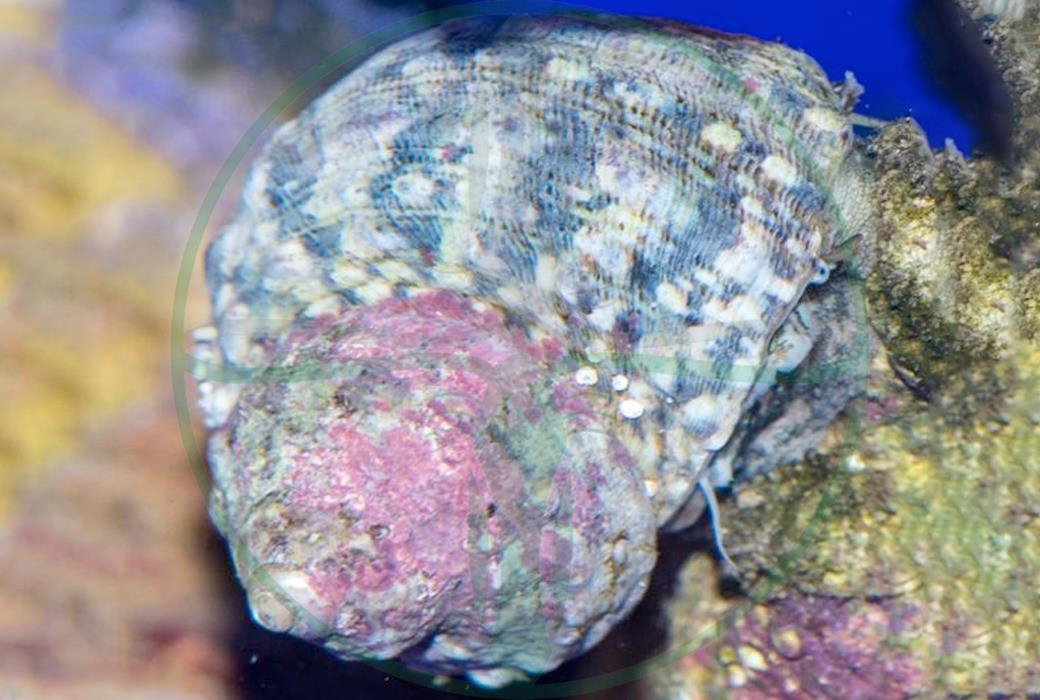 Turbo fluctuosus - Mexikanische Turbo Schnecke