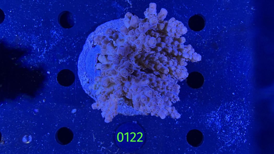 Acropora sp. WYSIWYG 0122