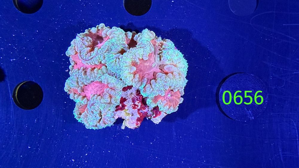 Blastomussa welsi WYSIWYG 0656