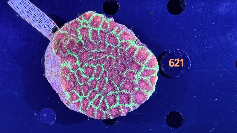 Favia sp. WYSIWYG 0621