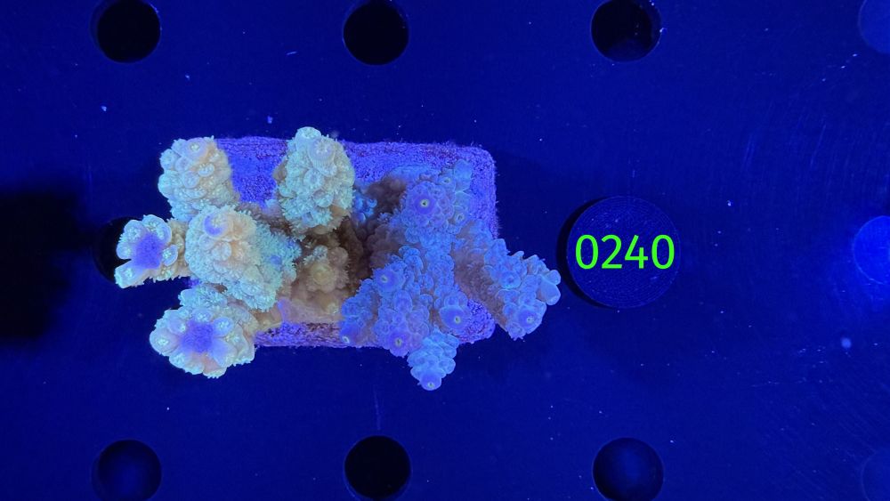 Acropora sp. WYSIWYG 0240