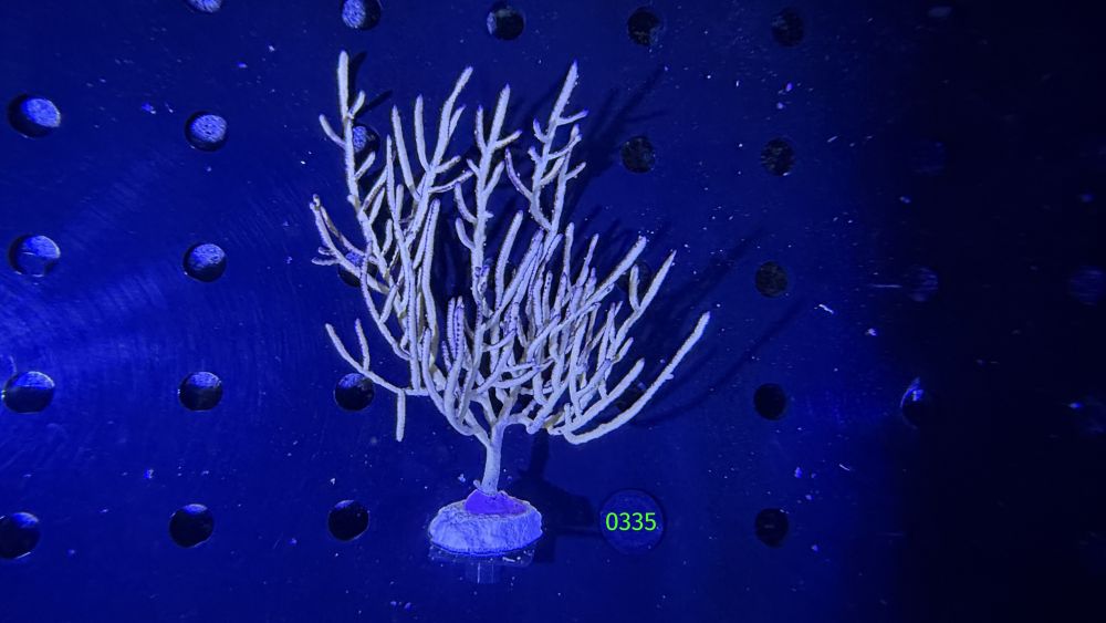 Pterogorgia citrina - gelbe Gorgonie WYSIWYG 0335