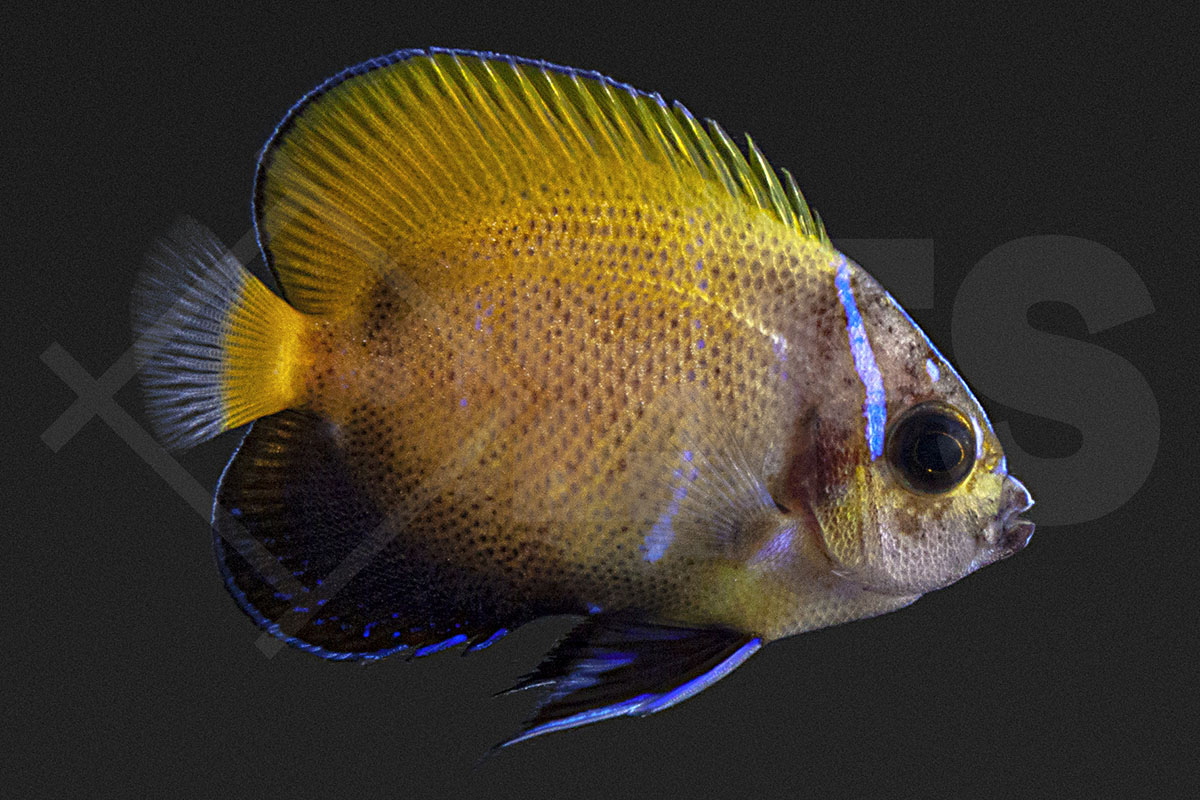 Pomacanthus navarchus - Traumkaiserfisch