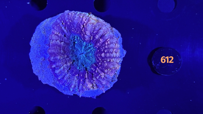 Symphyllia sp. WYSIWYG 0612