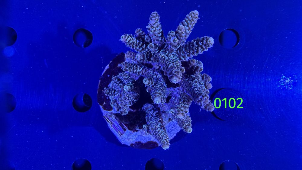 Acropora sp. WYSIWYG 0102