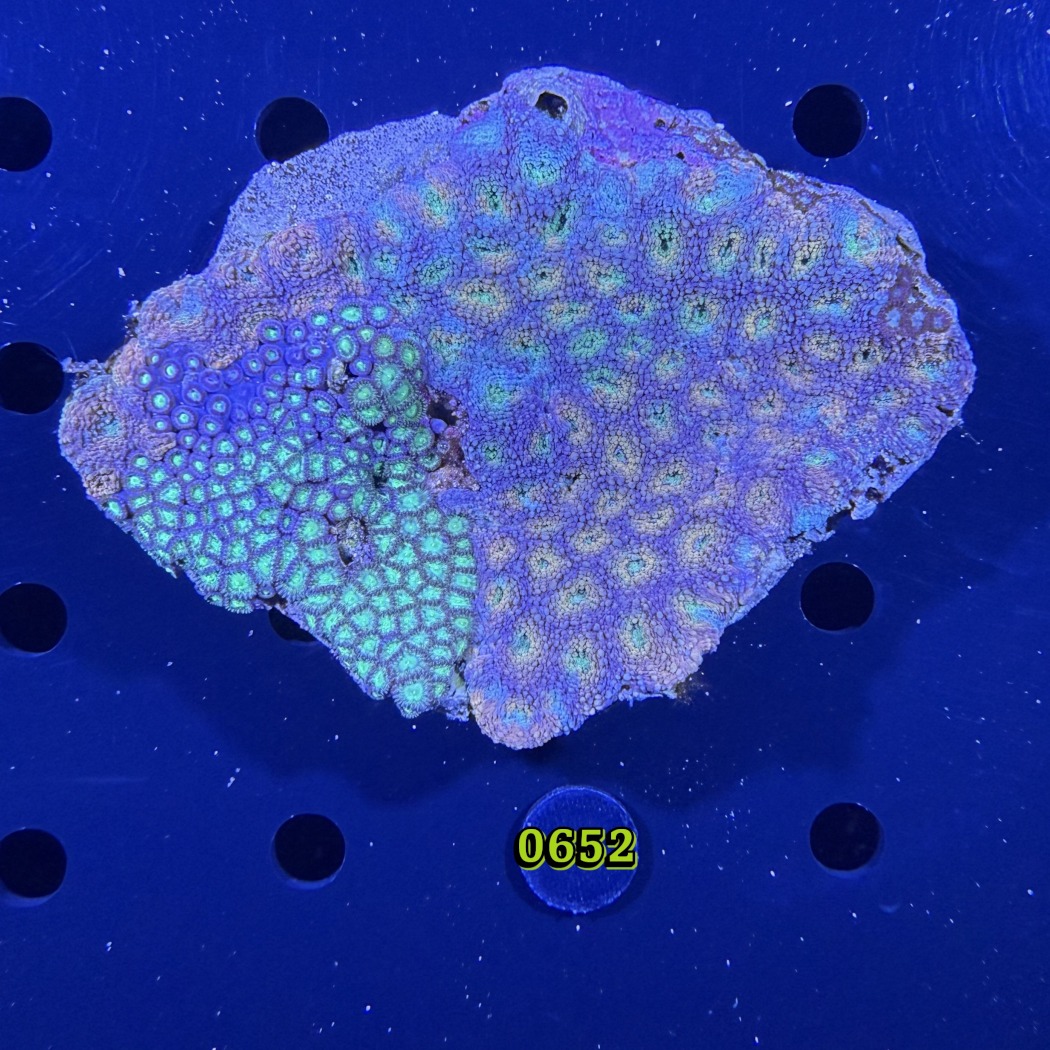 Acanthastrea sp. WYSIWYG 0652