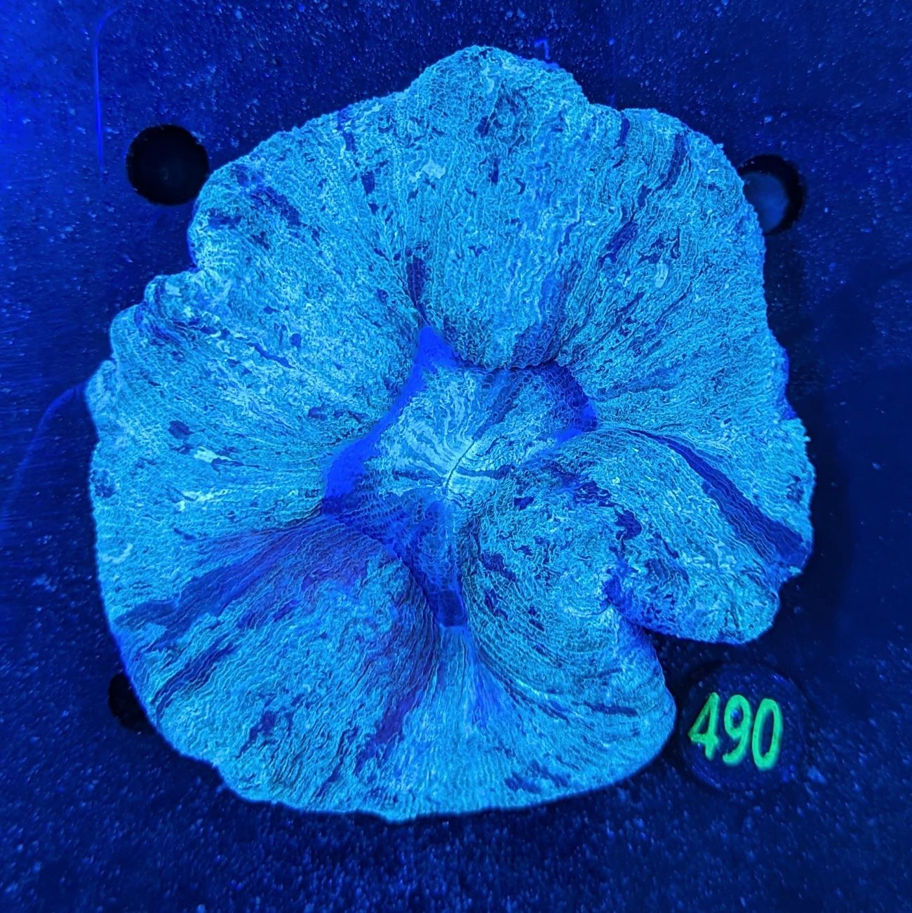 Trachyphyllia geoffroyi WYSIWYG 0694