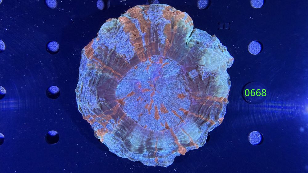 Acanthopyhllia deshayesiana WYSIWYG 0668