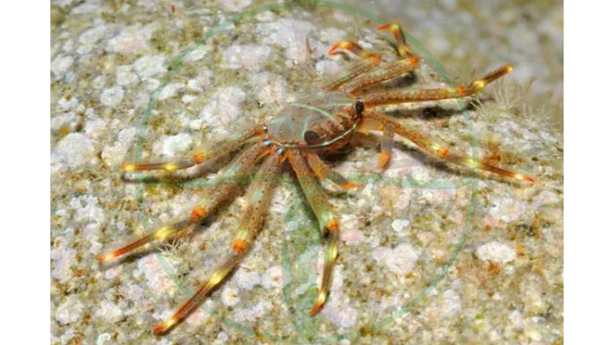 Percnon Gibbesi - Felsenkrabbe Algenfressende Krabbe