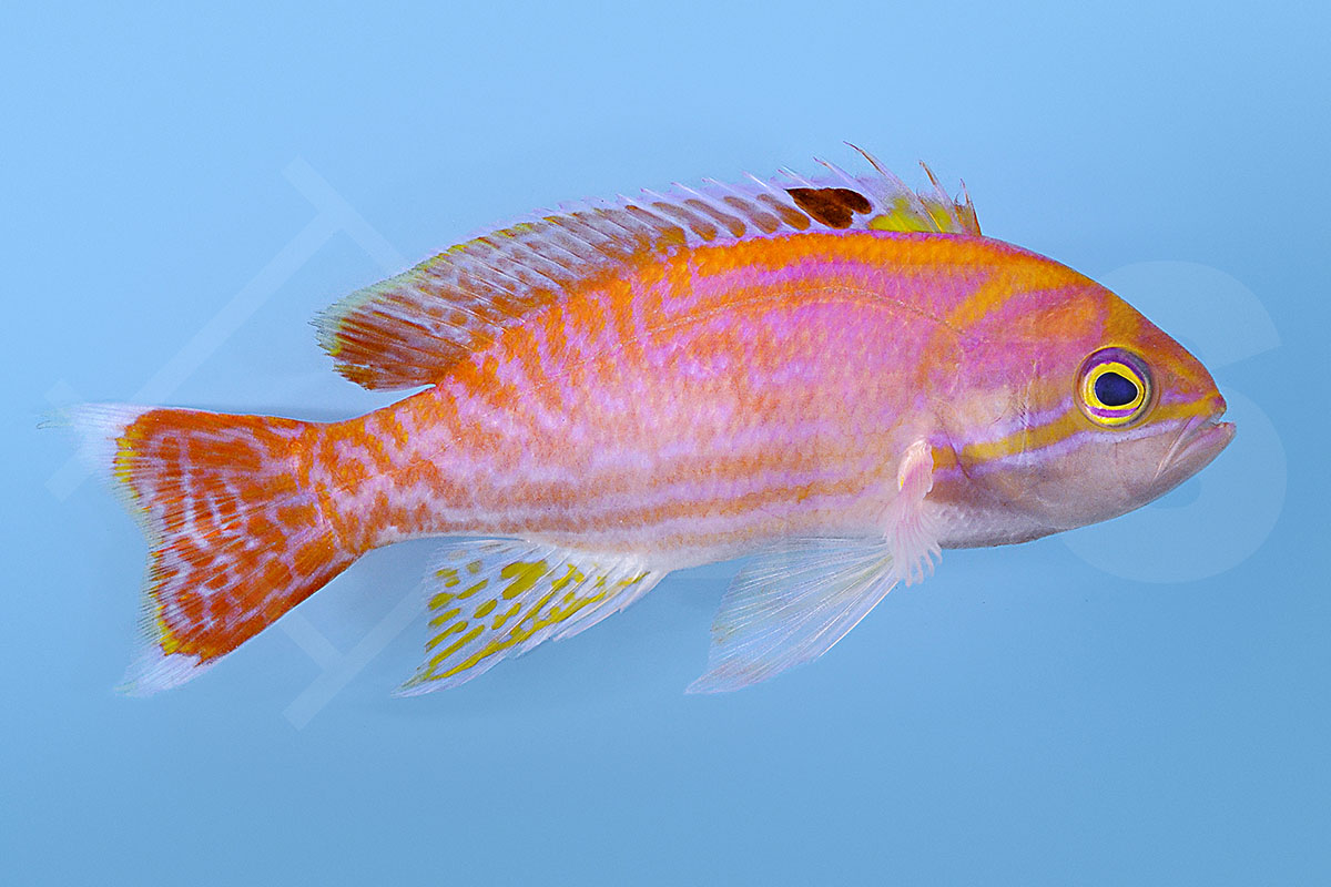 Pseudanthias bimaculatus - Zweifleck Fahnenbarsch männlich