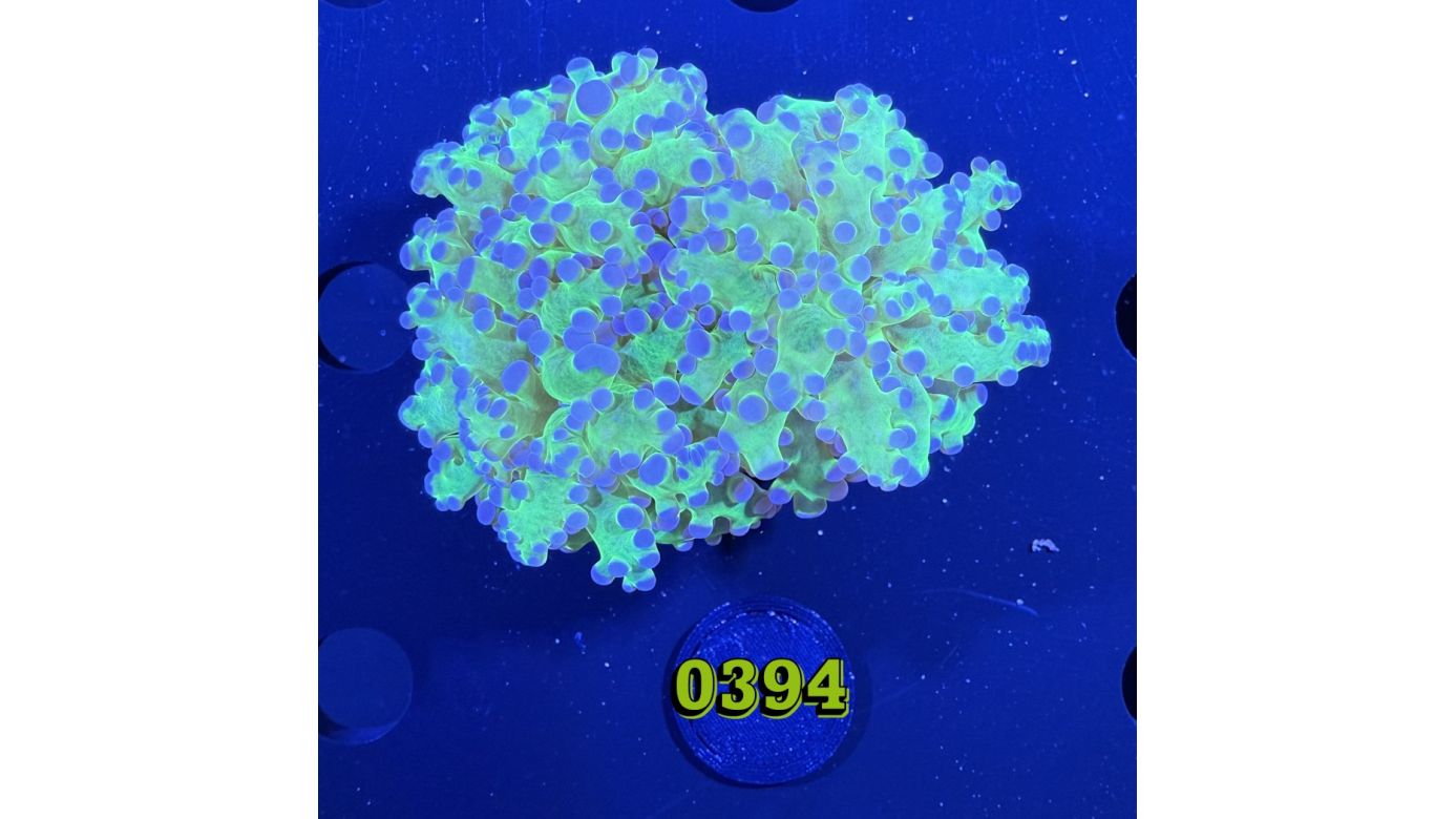 Euphyllia paradivisa - Froschlaichkoralle bicolor 0394