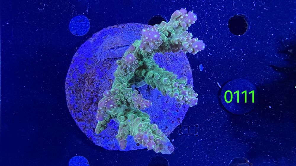 Acropora sp. WYSIWYG 0111