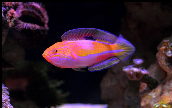 Cirrhilabrus lanceolatus - Langschwanz-Zwerglippfisch