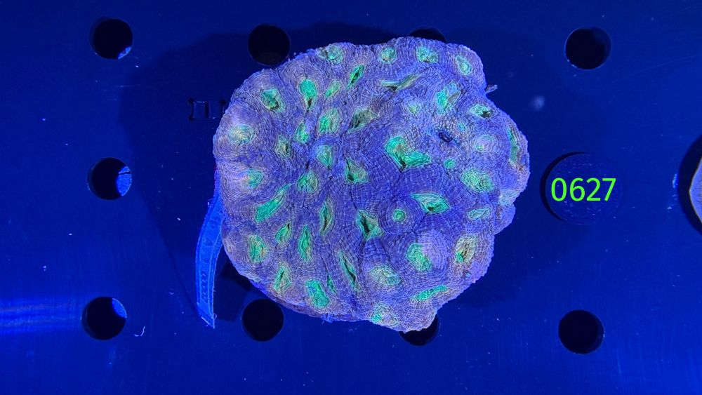 Acanthastrea sp. WYSIWYG 0627