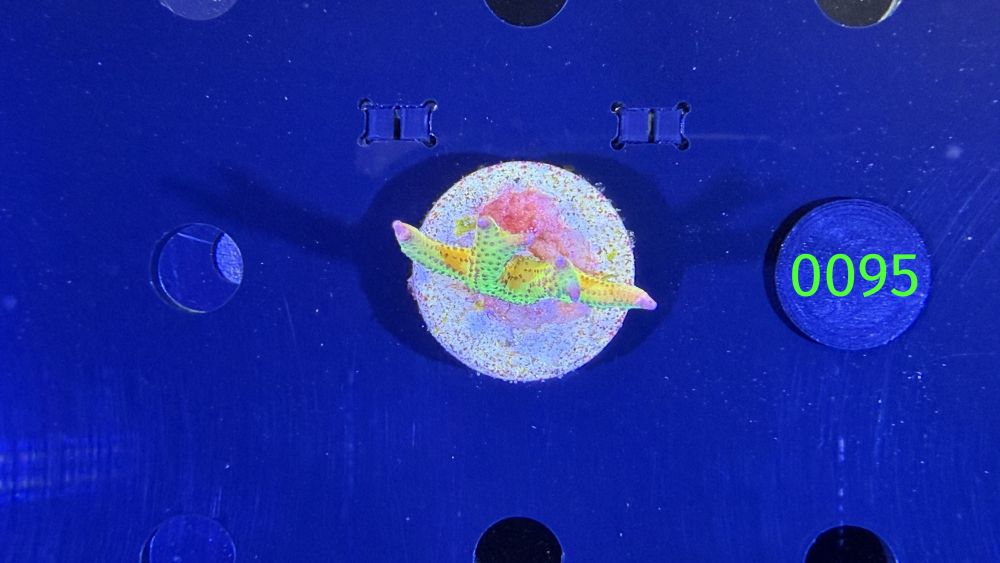 Seriatopora hystrix - Dornenkronenkoralle "grün/aussi" DNZ 0095