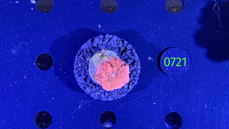 Discosoma sp. WYSIWYG 0721