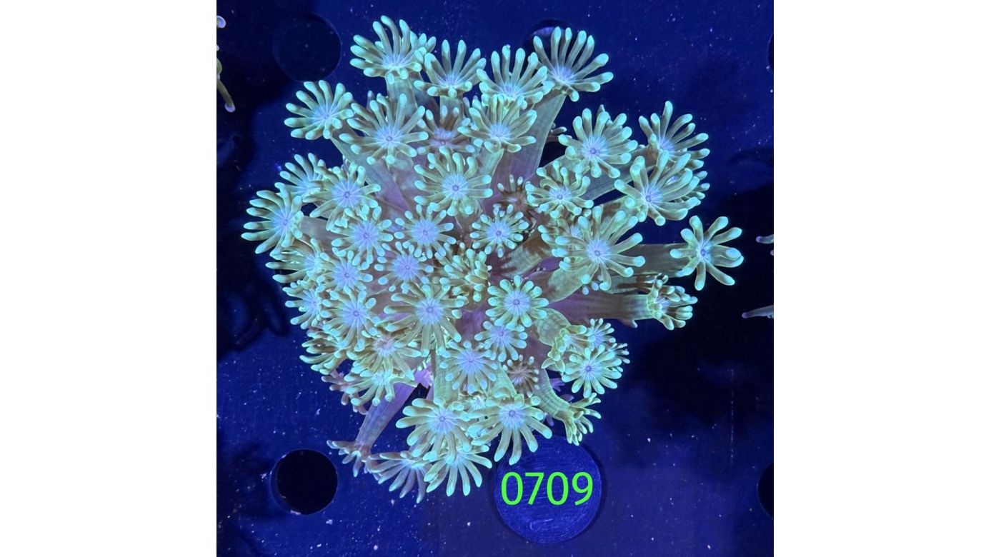 Alveopora sp. WYSIWYG 0709