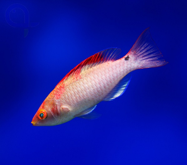 Cirrhilabrus adornatus - Debelius-Zwerglippfisch