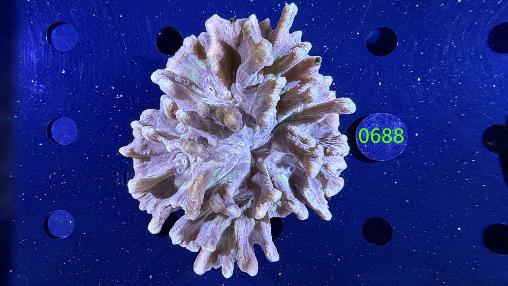 Pectinia sp. WYSIWYG 0688