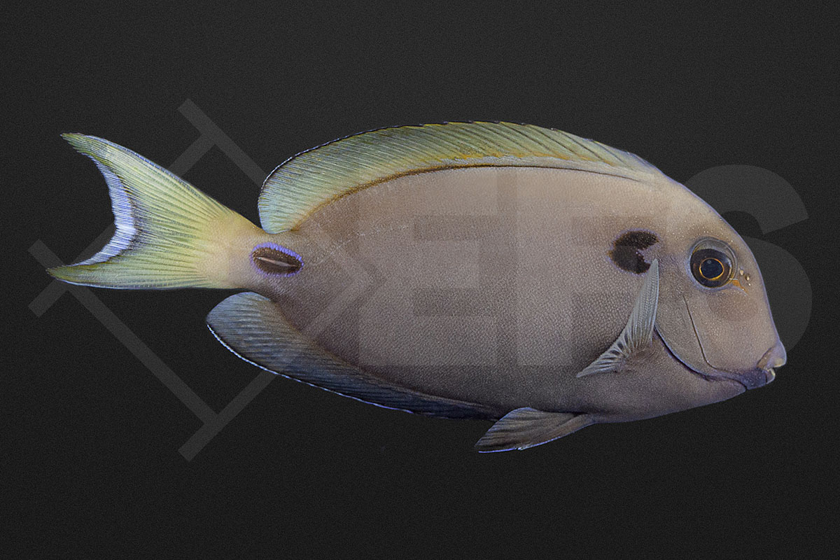 Acanthurus tennentii - Kreisdorn Doktorfisch