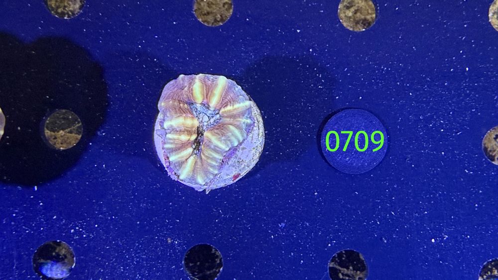 Lobophyllia sp. WYSIWYG 0709