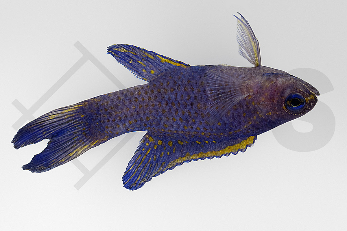 Assessor randalli - Randalls Mirakelbarsch