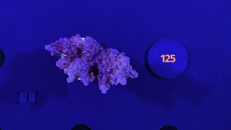 Acropora sp. WYSIWYG 0125