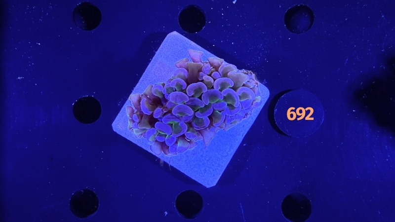 Euphyllia ancora WYSIWYG 0692