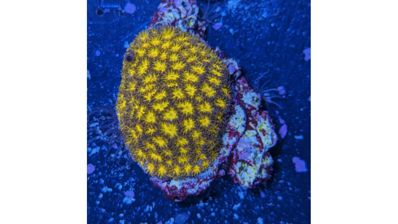 Leptastrea sp. - Großpolypige Steinkoralle Burning Ember Deutsche Nachzucht 0025