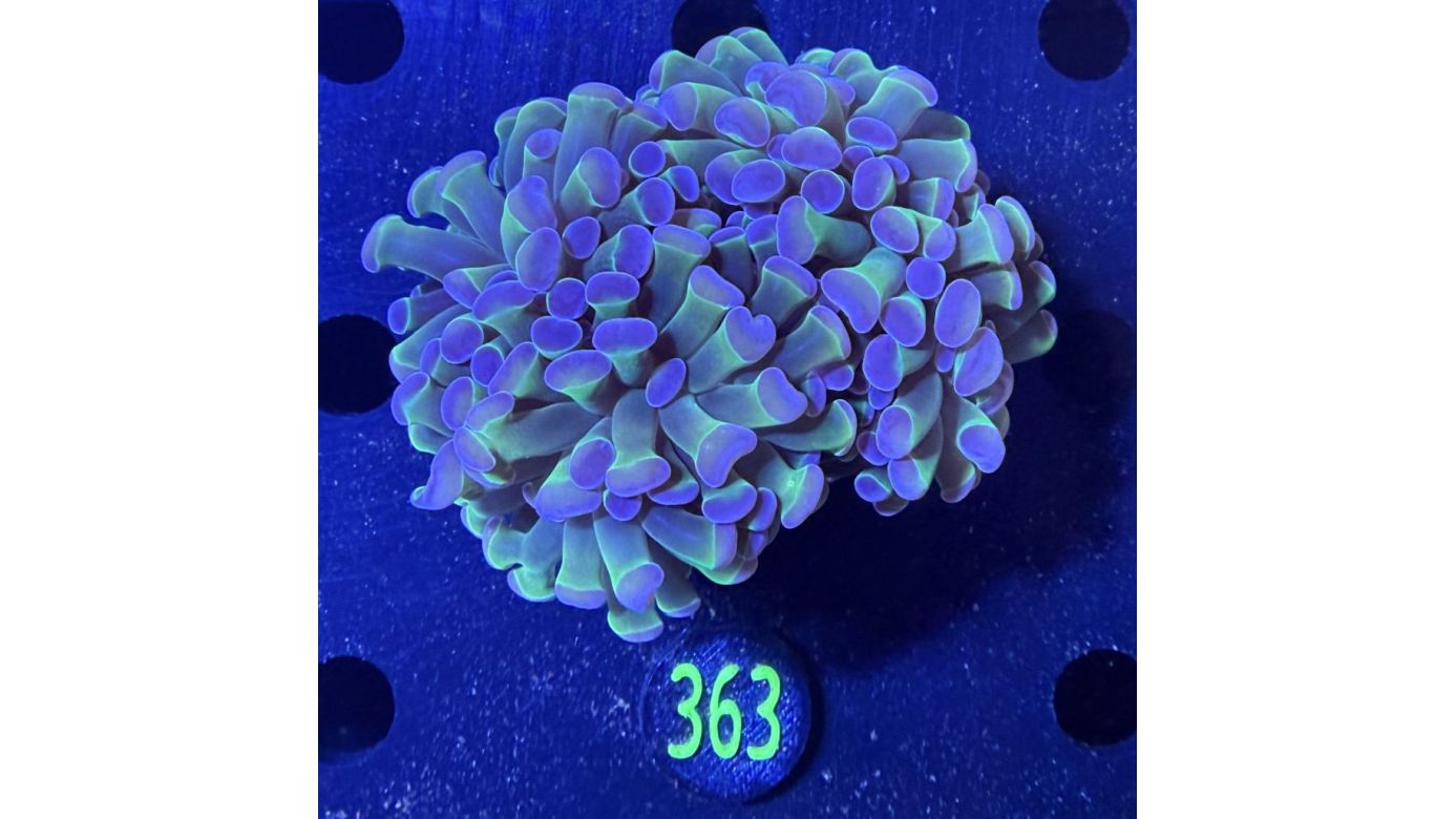 Euphyllia paraancora "Holo" 0363