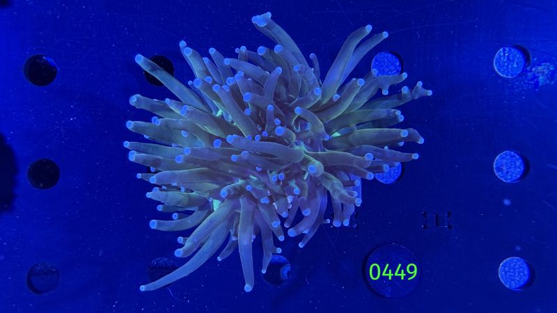 Euphyllia glabrescence - Torch 0449