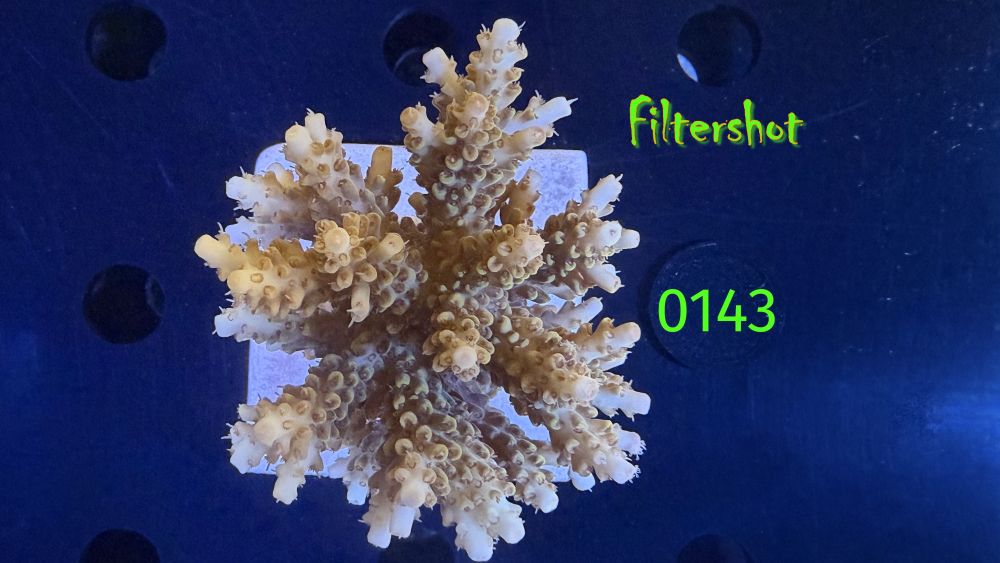 Acropora sp. WYSIWYG 0143