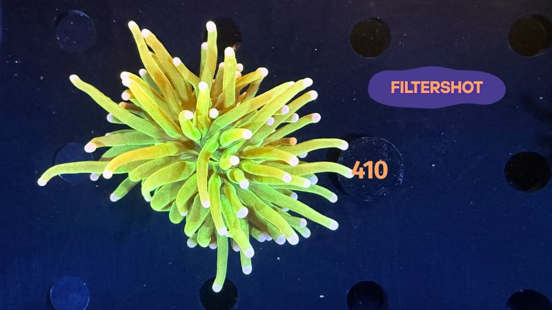 Euphyllia glabrescens - Fackelkoralle Torch "Holy Grail" 0410