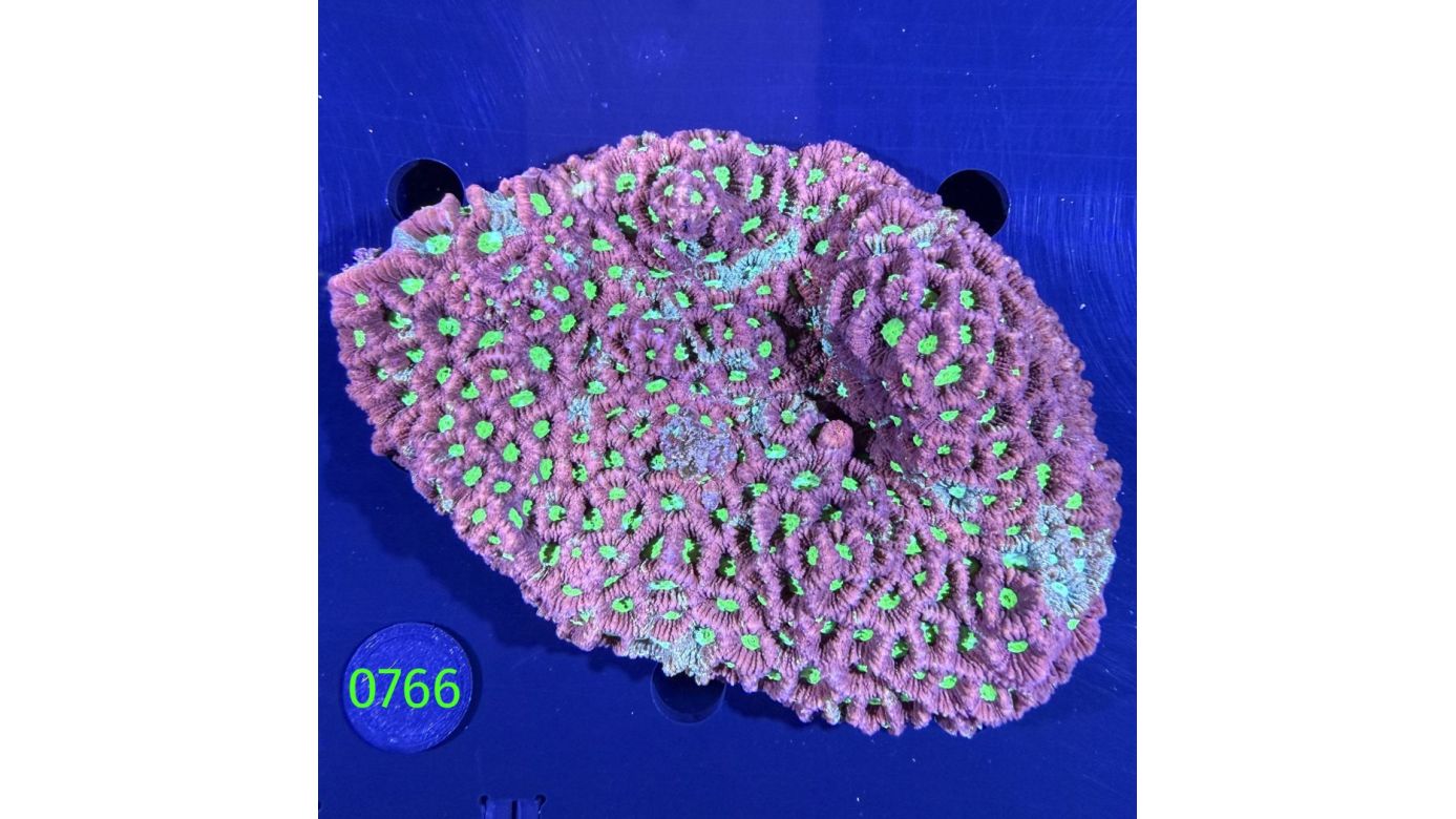 Favites sp. WYSIWYG 0766