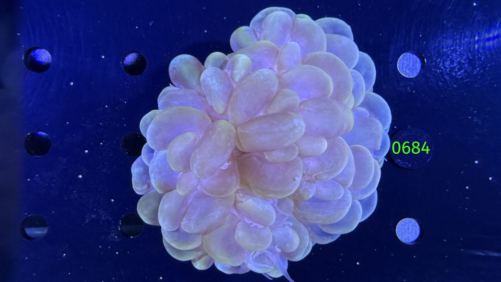 Plerogyra sinuosa - Blasenkoralle WYSIWYG 0684