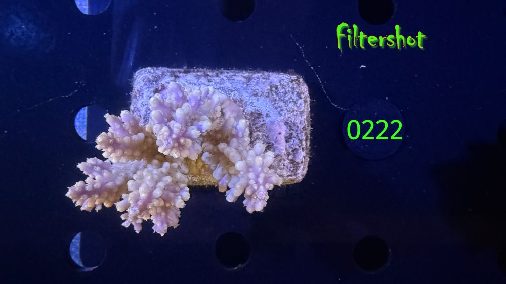 Acropora sp. WYSIWYG 0222