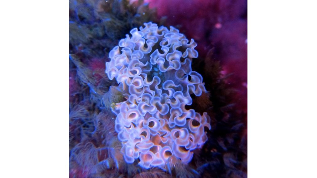 Elysia crispata - Blumenkohl-Sackzungenschnecke